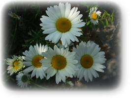 s_DSCF1305_2s.png